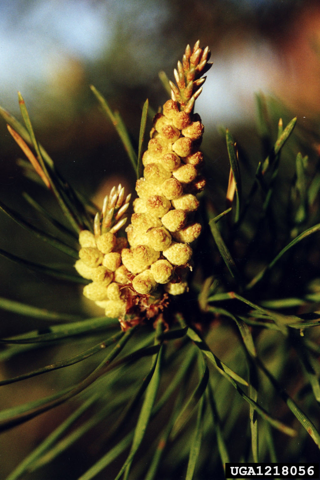 scots pine