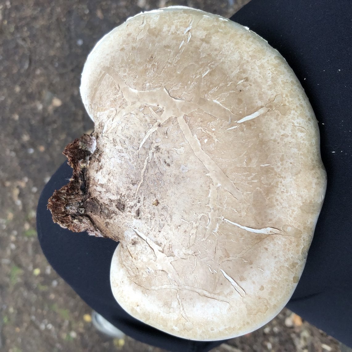 foraging for Birch Polypore