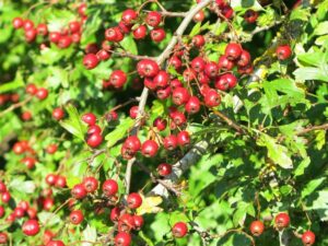 Hawthorn Berries