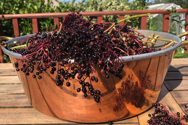 Elderberry in a coper bawl