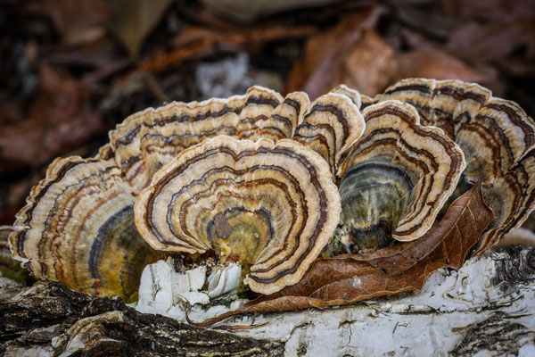 Turkey Tail Mushroom