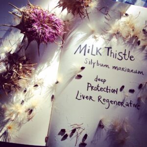 milk thistle mighty detox support