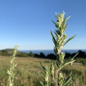 meditation drops