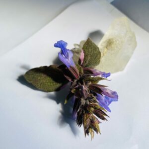herbs to help a sore throat