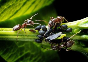 Natural Pest Control Recipes