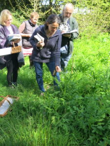 How to identify Hemlock or Hemlock Water Dropwort