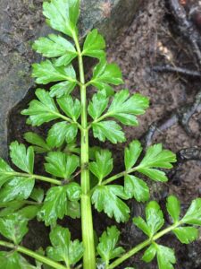 Hemlock Vs Hemlock Water Dropwort: