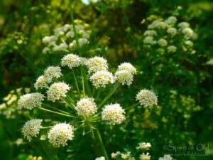 Hemlock Vs Hemlock Water Dropwort: