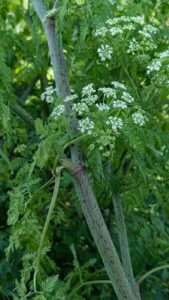 Hemlock or Hemlock Water Dropwort
