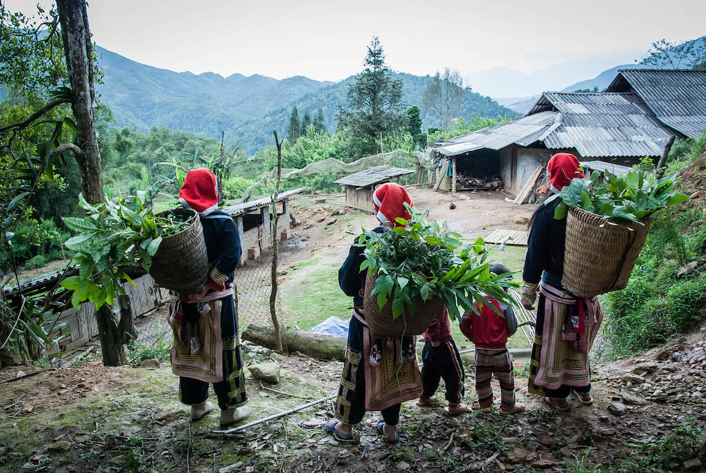 Plant Life in Vietnam